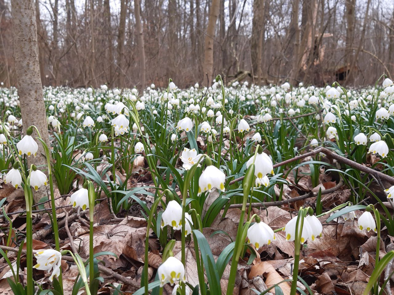 Märzenbecher, Foto: Mathias Scholz